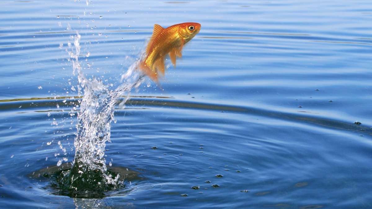 Mögliche Ursachen für das Springen von Aquariumfischen Blog Premium