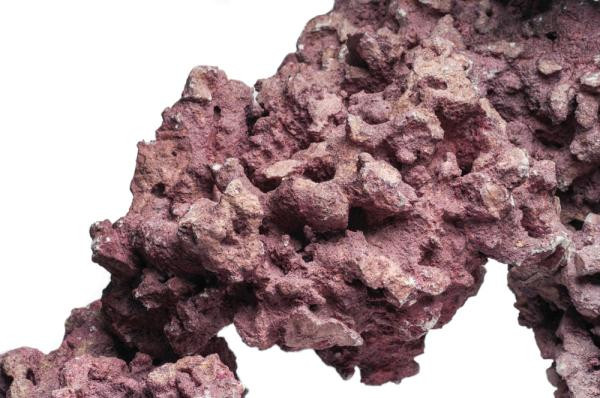 Coralline-Rock-Macro-2-1000px-2_800x800.jpg