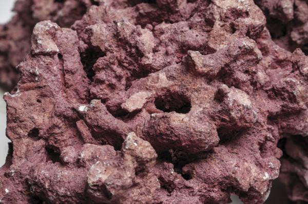 Coralline-Rock-Macro-3-1000px-2_800x800.jpg